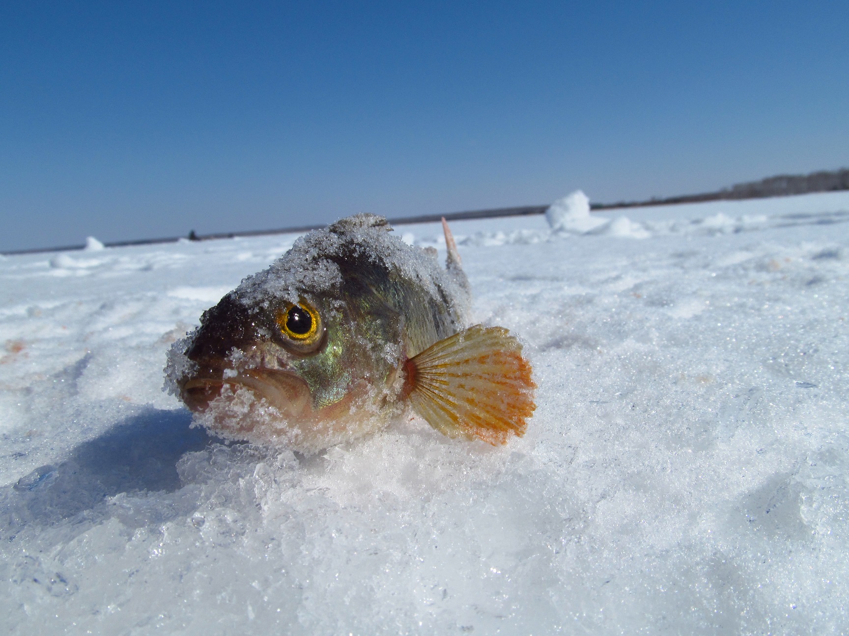 Ловля на увильды. Зимняя рыбалка на озере Увильды. Озеро Увильды рыбалка. Озеро Увильды зимой Челябинская область. Увильды Челябинская рыба.