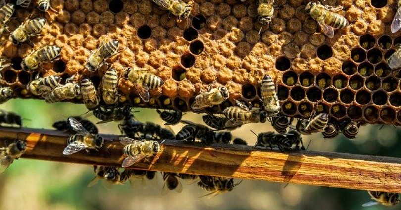 В Челябинской области массово погибли 
пчелы
