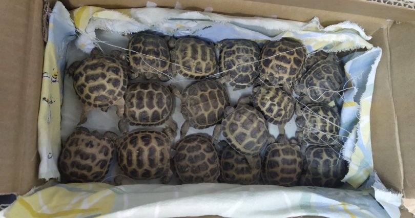 В Челябинскую область не пустили черепах 
из Казахстана
