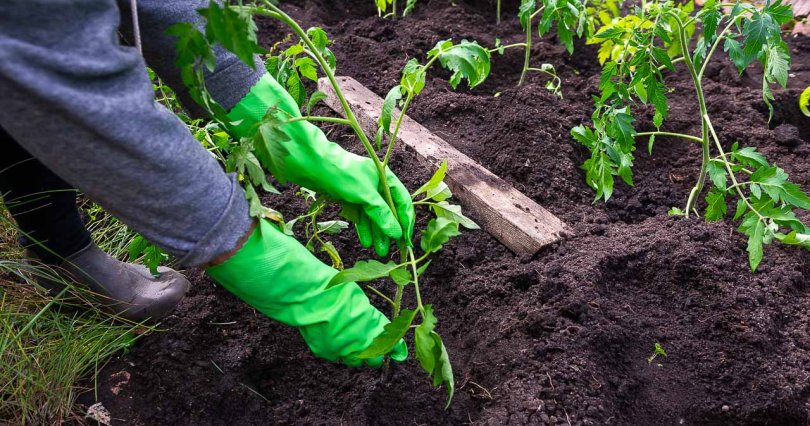 Челябинский садовод помогает растениям 
пережить сложные погодные условия
