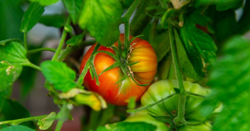 Челябинский садовод спасает томаты 
от вредителей
