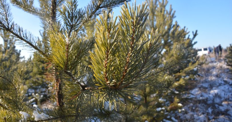 В лесах Челябинской области усилят 
охрану елей от вырубок перед новогодними 
праздниками
