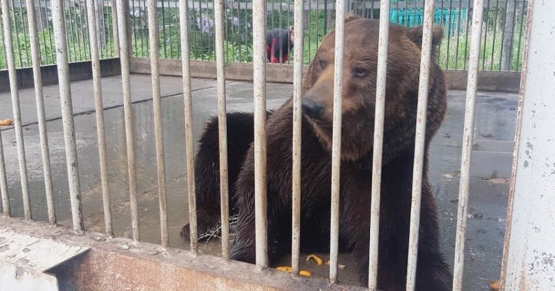 Алексей Текслер поручил позаботиться 
о медведе, живущем в придорожном кафе
