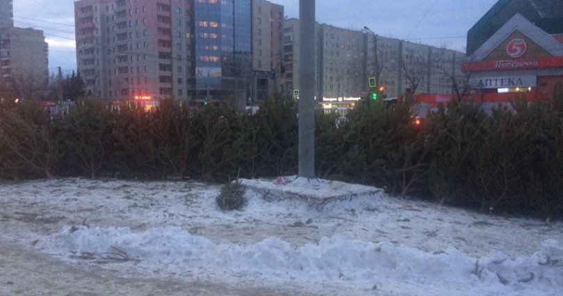 Непроданные елки захламляют улицы 
Челябинска
