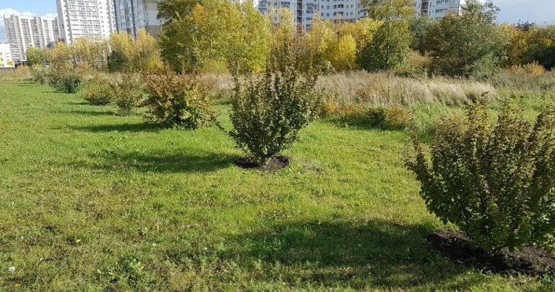 На участке на Северо-Западе Челябинска 
высадили около 900 деревьев

