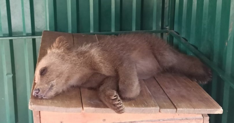 В Челябинске собирают средства 
на отправку двух медвежат на Дальний 
Восток

