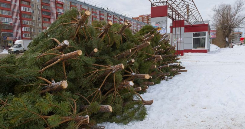 Для елочных базаров в Челябинской 
области срубят 15 тысяч деревьев
