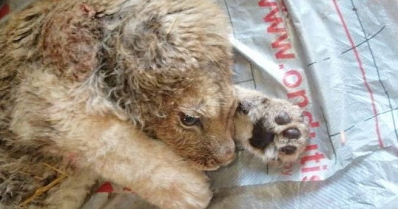 Челябинский ветеринар спасает 
замученного фотографами львенка
