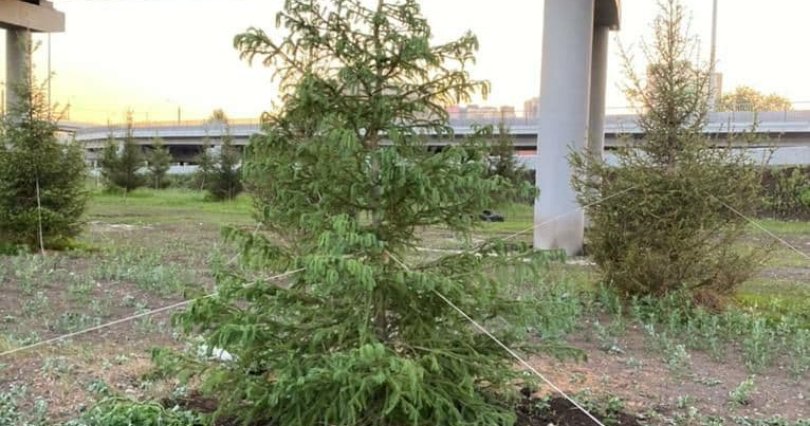 В Челябинске подрядчик заменил 
неприжившиеся деревья
