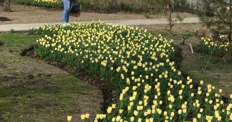 В центре Челябинска расцвели тюльпаны
