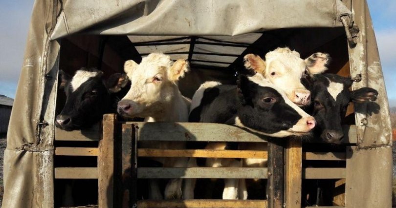 На границе Челябинской области 
не пропустили 47 коров
